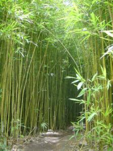 bambu japones