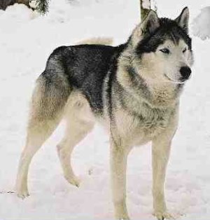 Ficha de perro Husky-siberiano